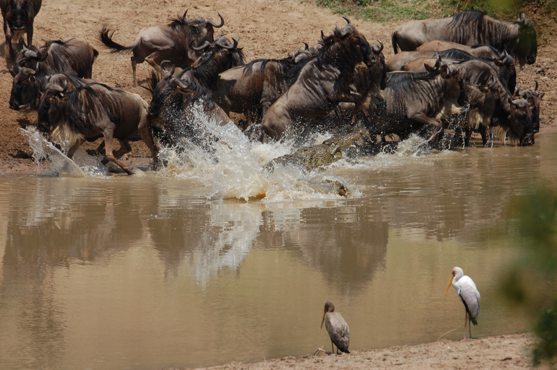 Illustration for article titled Out of Africa. Wait for it...